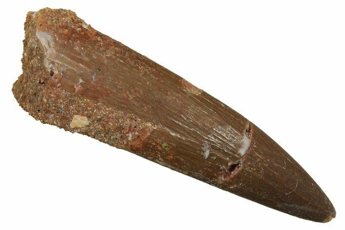Fossil Plesiosaur (Zarafasaura) Tooth - Morocco #298041